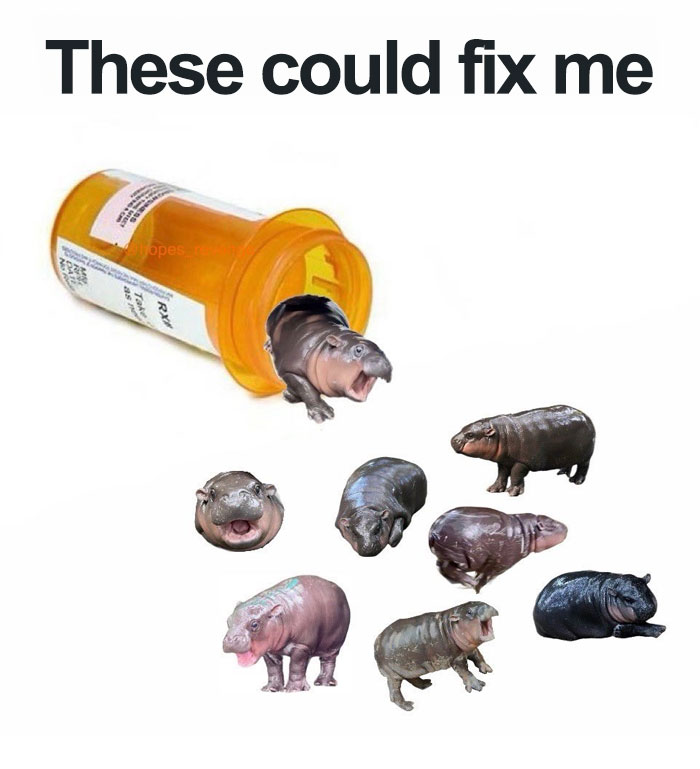 A Moo Deng meme showing a pill bottle spilling out various images of a baby hippo, captioned "These could fix me."