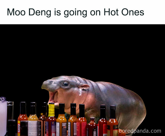 A Moo Deng meme featuring a baby hippo in front of a lineup of hot sauce bottles, captioned "Moo Deng is going on Hot Ones."