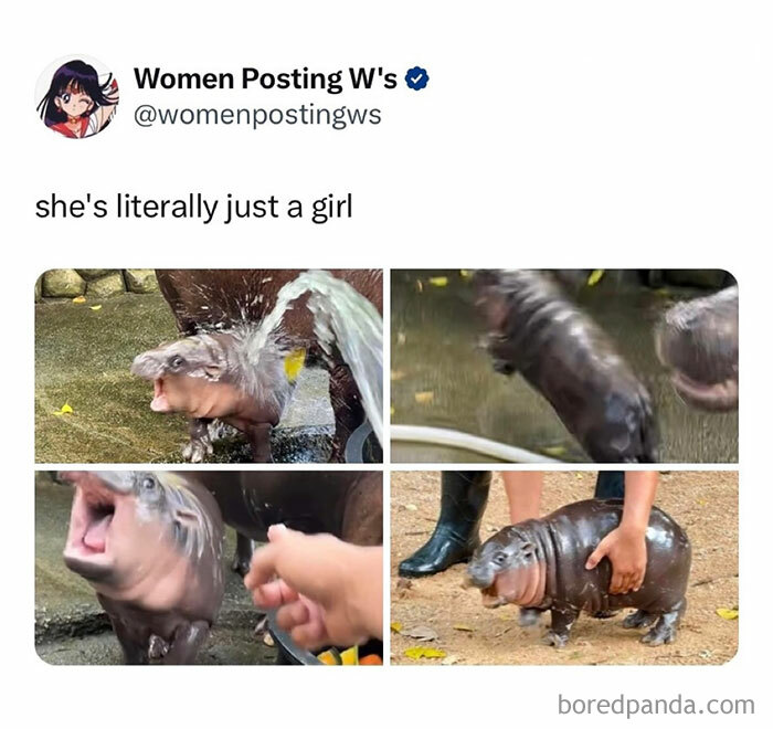 A Moo Deng meme with four photos of a baby hippo doing various activities, captioned "she's literally just a girl" by Women Posting W's.