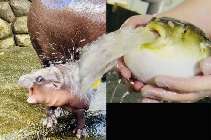 A Moo Deng meme showing a baby hippo and a pufferfish both reacting to streams of water being sprayed into their mouths, side by side.