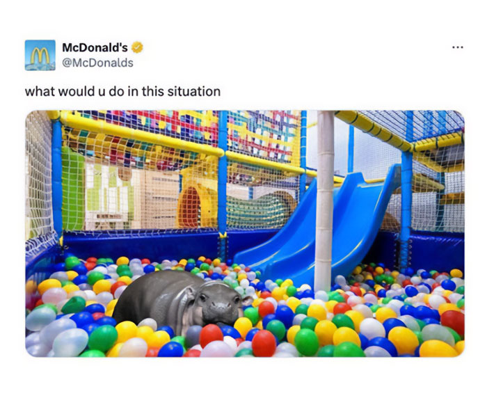 A Moo Deng meme showing a baby hippo sitting in a McDonald's ball pit with the caption, "what would u do in this situation."