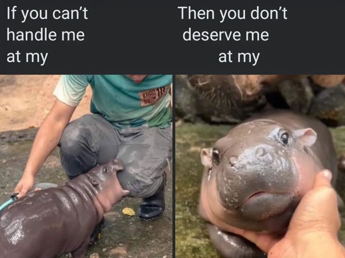 A Moo Deng meme with two images of a baby hippo, captioned "If you can't handle me at my" (left) and "Then you don’t deserve me at my" (right).