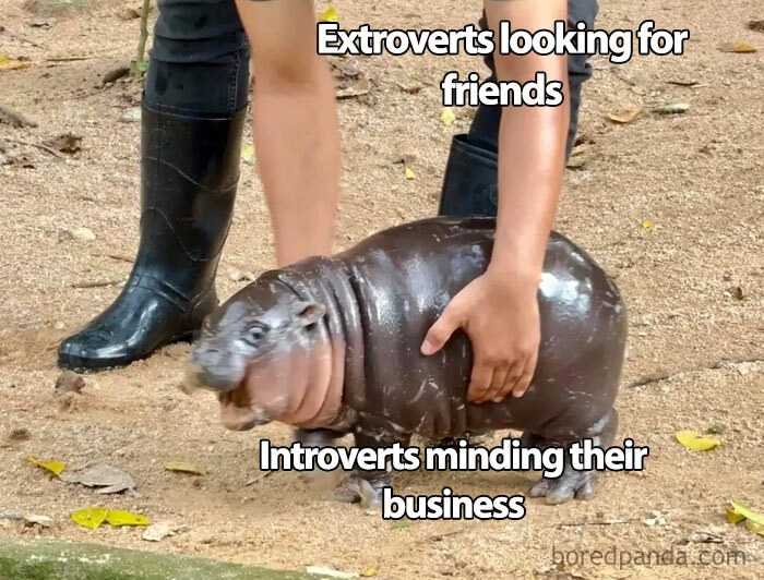 A Moo Deng meme showing a baby hippo labeled "Introverts minding their business" being held by someone labeled "Extroverts looking for friends."