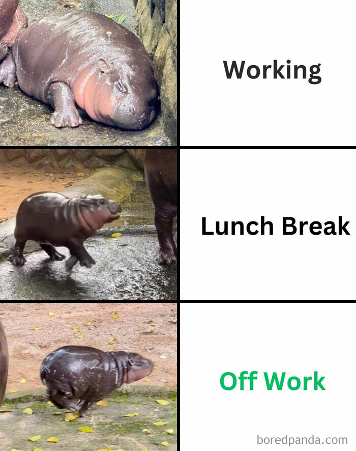 A Moo Deng meme with three images of a baby hippo labeled "Working," "Lunch Break," and "Off Work," showing different poses for each stage.