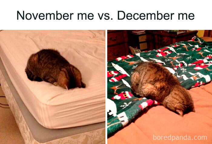 Cat humorously flopped on bed, capturing November meme essence.