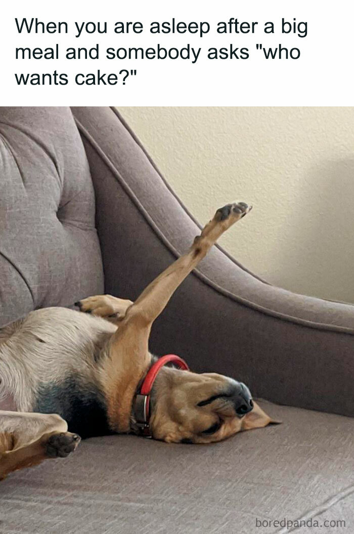 Dog on couch raising paw, a November meme humorously capturing winter vibes with a funny November twist.