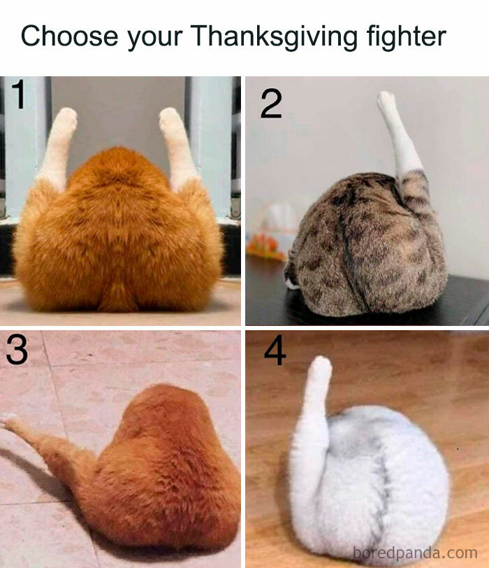 Funny November memes with cats posing like Thanksgiving turkeys, numbered 1 to 4.