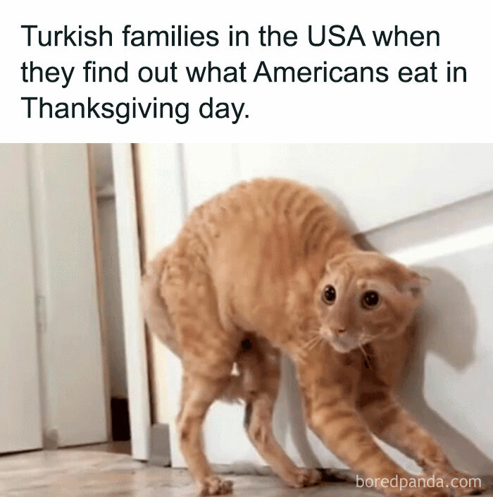 Scared cat November meme reacting to Thanksgiving food choices, capturing November's cringe-worthy humor.