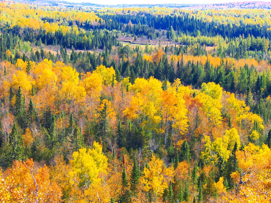 Fall In The Forest