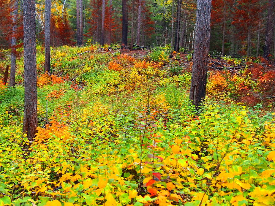 Fall's Low Hanging Fruit