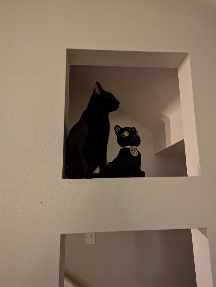 Sooty Finally Climbing Up To The Shelf Where The The Imposter Sooty Sits