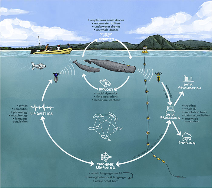 AI Is Translating Whale Language, Which May Help Us Communicate With Extraterrestrials One Day