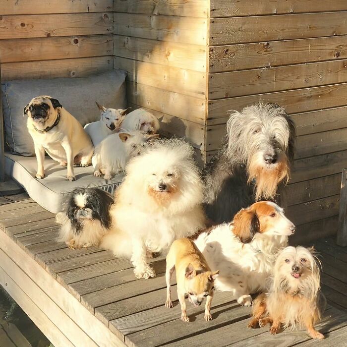 Retiree Devotes His Life To Caring For Senior Dogs In Need Of A Loving Home