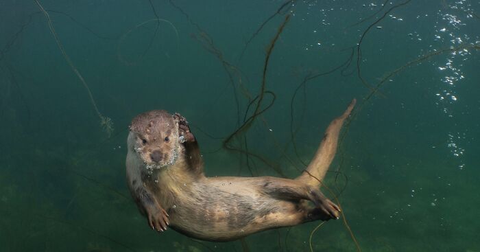 A Heart-Warming Story Of Rare Friendship Between A Wild Otter And A Man From Remote Scottish Islands