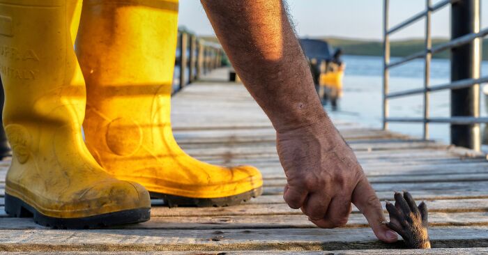 A Heart-Warming Story Of Rare Friendship Between A Wild Otter And A Man From Remote Scottish Islands