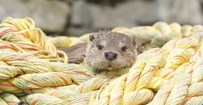 A Heart-Warming Story Of Rare Friendship Between A Wild Otter And A Man From Remote Scottish Islands