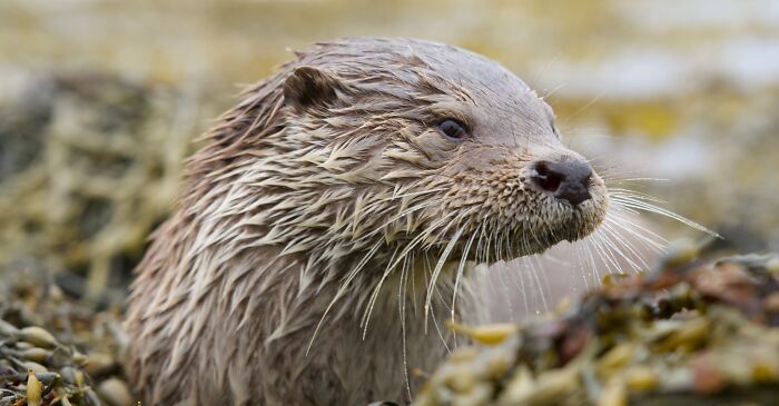 A Heart-Warming Story Of Rare Friendship Between A Wild Otter And A Man From Remote Scottish Islands