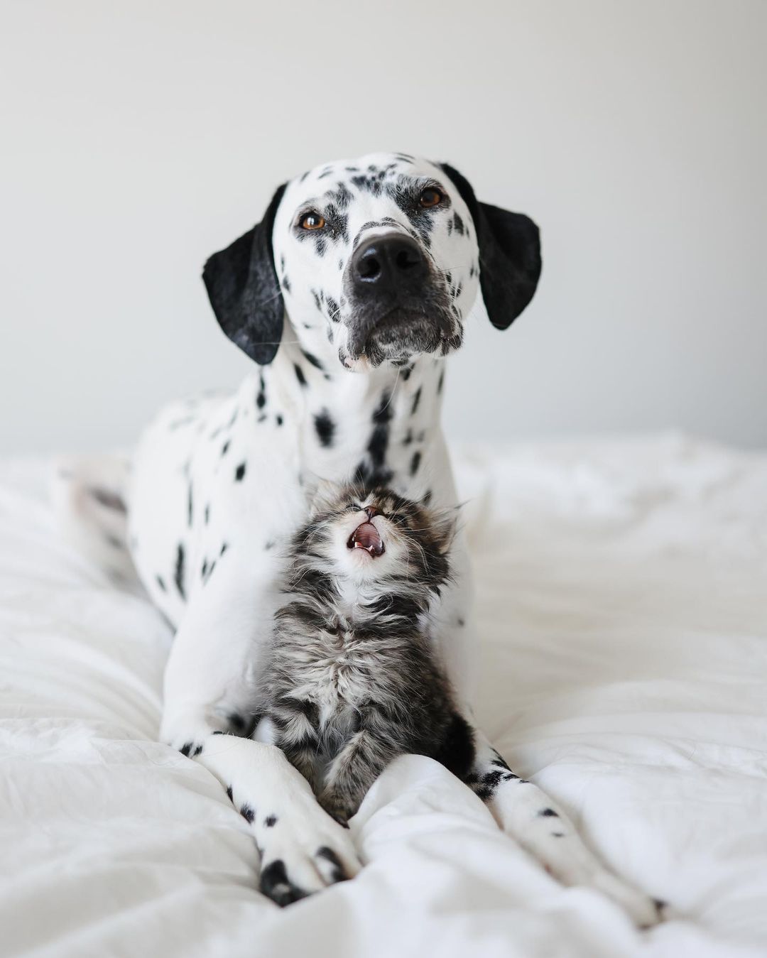 Woman Let Her Dalmatian Keep A Foster Kitten And It Resulted In The Most Beautiful Friendship