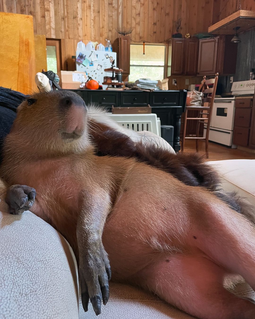 This Astoundingly Adorable Capybara Named Pumpkin Is Melting Hearts All Over The Internet