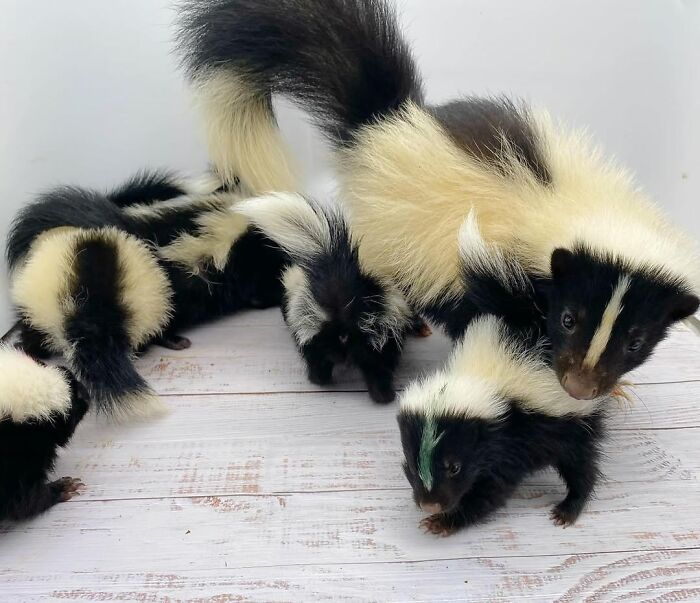 Injured Mama Skunk Ends Up Adopting An Orphan, The Next Day The Rescue Team Finds Her Babies