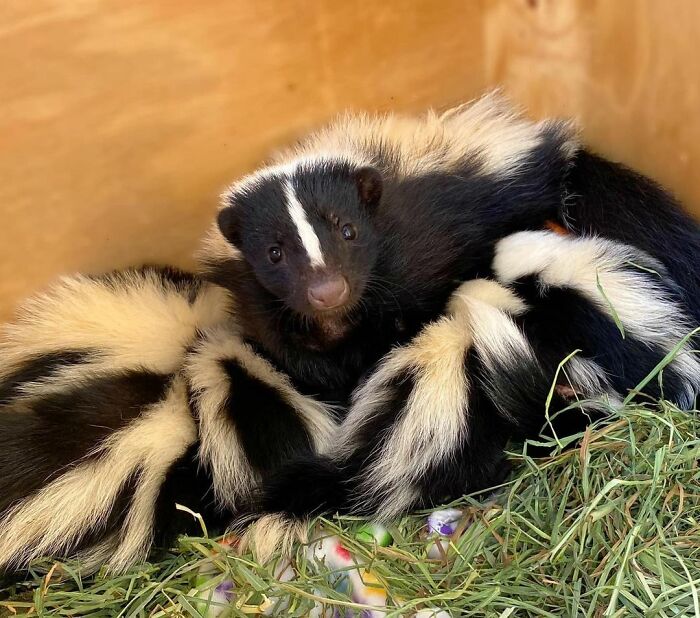 Injured Mama Skunk Ends Up Adopting An Orphan, The Next Day The Rescue Team Finds Her Babies