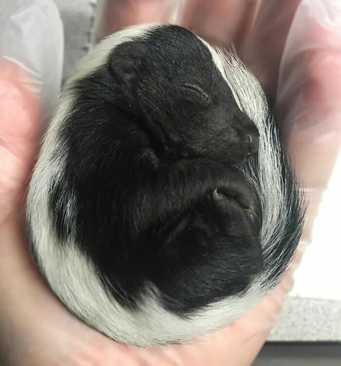 Injured Mama Skunk Ends Up Adopting An Orphan, The Next Day The Rescue Team Finds Her Babies