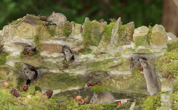 The Great Mouse Wall Was Built For The Mice, With Lots Of Holes To Explore