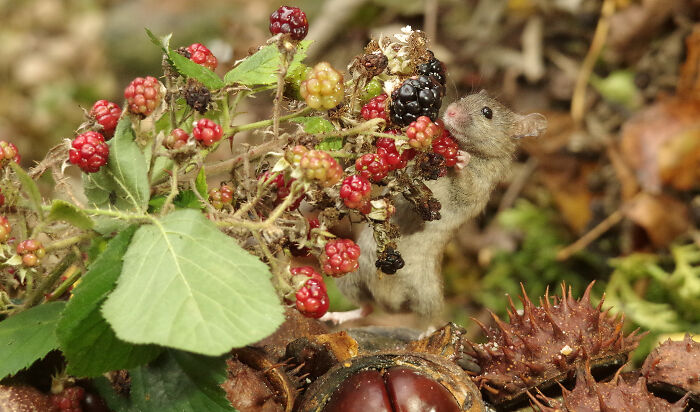 We Have Lots Of Brambles Growing By The Log Pile, And The Mice Love The Berries Each Summer