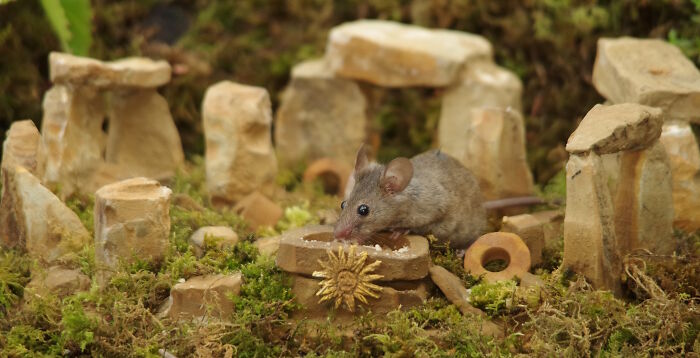 The Mice Even Have A Mini Mouse Henge On A Mossy Hill