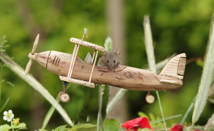 Pilot Mouse Is Taking The Plane Out Over The Gardens