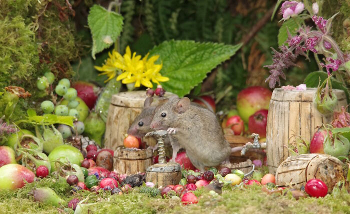 Each Summer, The Mice Gather Berries From The Brambles To Make Wine For The Village Pub