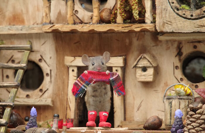 One Of The Mice Is Putting On His Boots And Scarf As It's Starting To Get Cold Outside