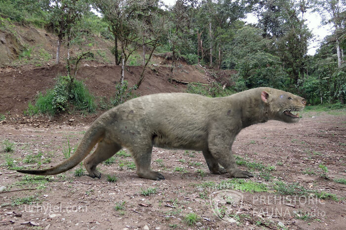 Proborhyaena Gigantea