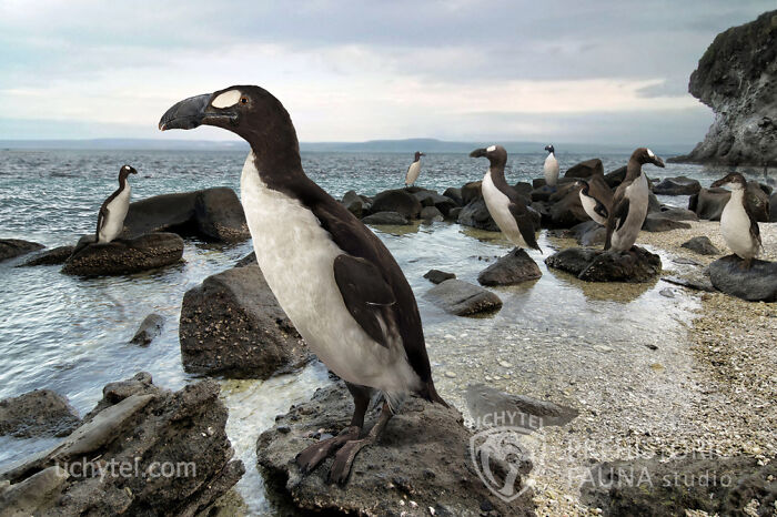 Pinguinus Impennis