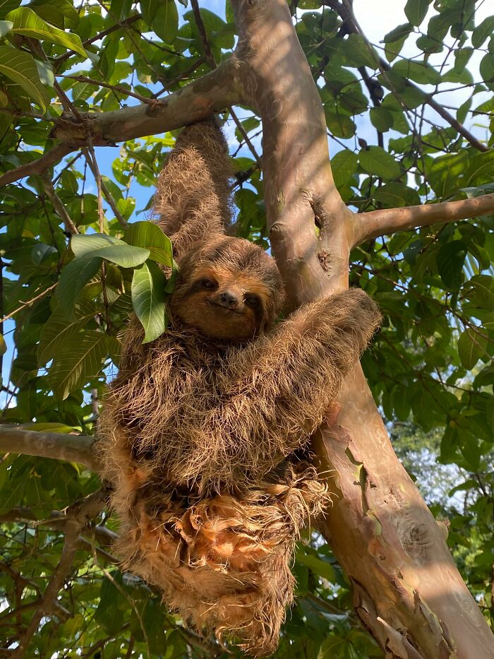 Man In Brazil Documented Hilariously Adorable Encounter With A Wild Sloth