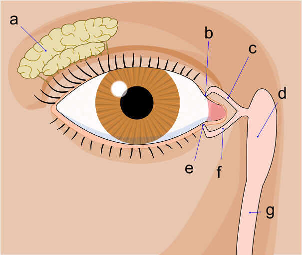 Tear_system-6733d039693ee-png.jpg