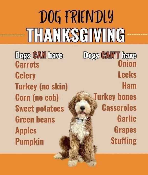 Thanksgiving-food-for-dogs-67489a955fe93.jpg