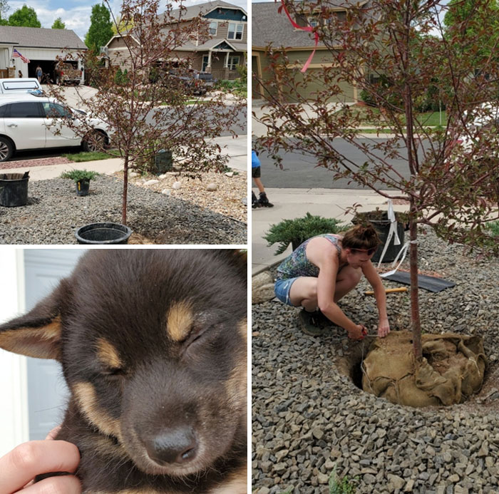 My Neighbor Knows I Have Ra & Am Recovering From Covid... This Morning, She Bought A New Tree For Me, Planted It, Got Some Neighbors To Help, And Gave Me Her Puppy To Hold While She Was Doing It