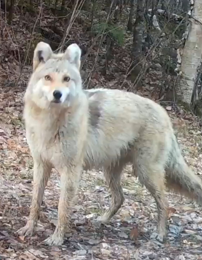 "A Rare Hybrid": Stunned Experts Try To Identify Mysterious "Coyote-Dog" Caught On Camera