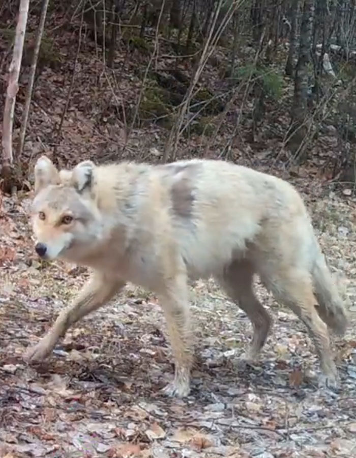 "A Rare Hybrid": Stunned Experts Try To Identify Mysterious "Coyote-Dog" Caught On Camera