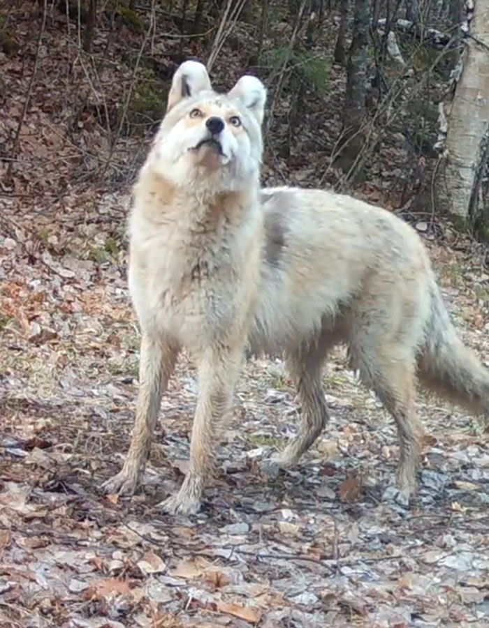 "A Rare Hybrid": Stunned Experts Try To Identify Mysterious "Coyote-Dog" Caught On Camera