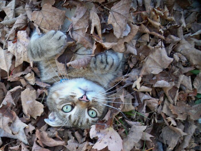 Adonis Playing In Leaves