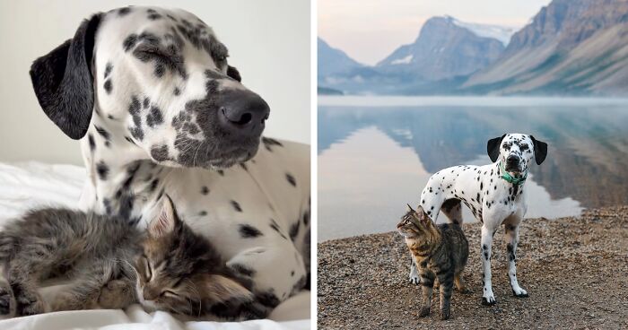 Woman Let Her Dalmatian Keep A Foster Kitten And It Resulted In The Most Beautiful Friendship