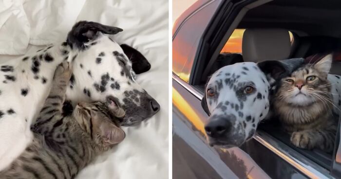 Meet Dalmatian River And Foster Kitten Summit: The Cutest Adventure Buddies