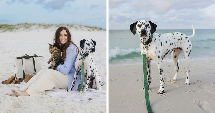 Woman Let Her Dalmatian Keep A Foster Kitten And It Resulted In The Most Beautiful Friendship