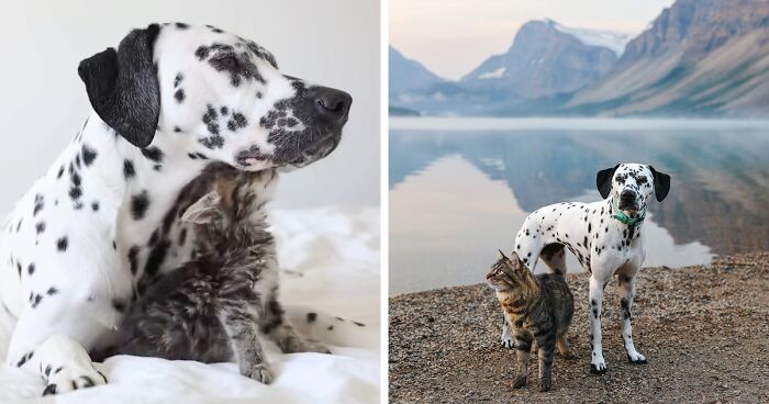 Woman Let Her Dalmatian Keep A Foster Kitten And It Resulted In The Most Beautiful Friendship