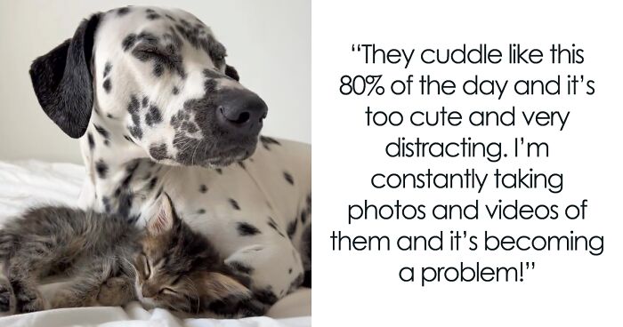 Woman Let Her Dalmatian Keep A Foster Kitten And It Resulted In The Most Beautiful Friendship