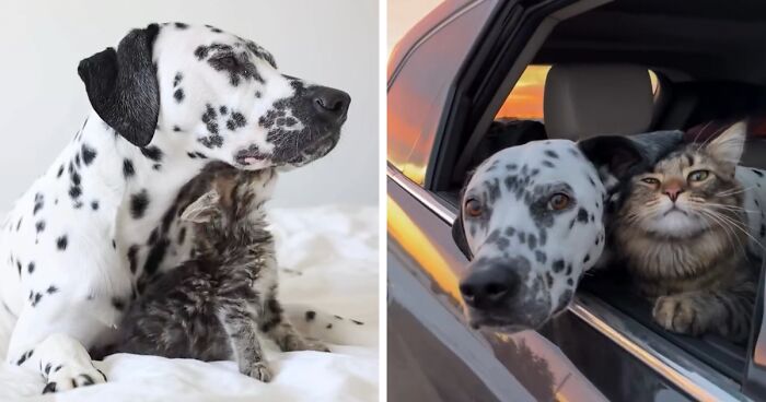 Meet Dalmatian River And Foster Kitten Summit Who Are Melting Hearts With Their Adorable Friendship