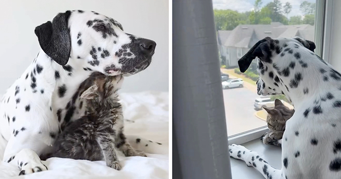 Woman Let Her Dalmatian Keep A Foster Kitten And It Resulted In The Most Beautiful Friendship