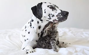 Woman Let Her Dalmatian Keep A Foster Kitten And It Resulted In The Most Beautiful Friendship